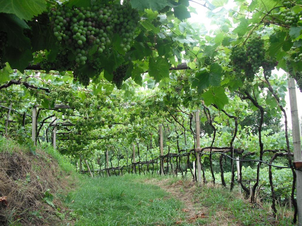 Zimmervermietung Groeberhof Schenna Ngoại thất bức ảnh